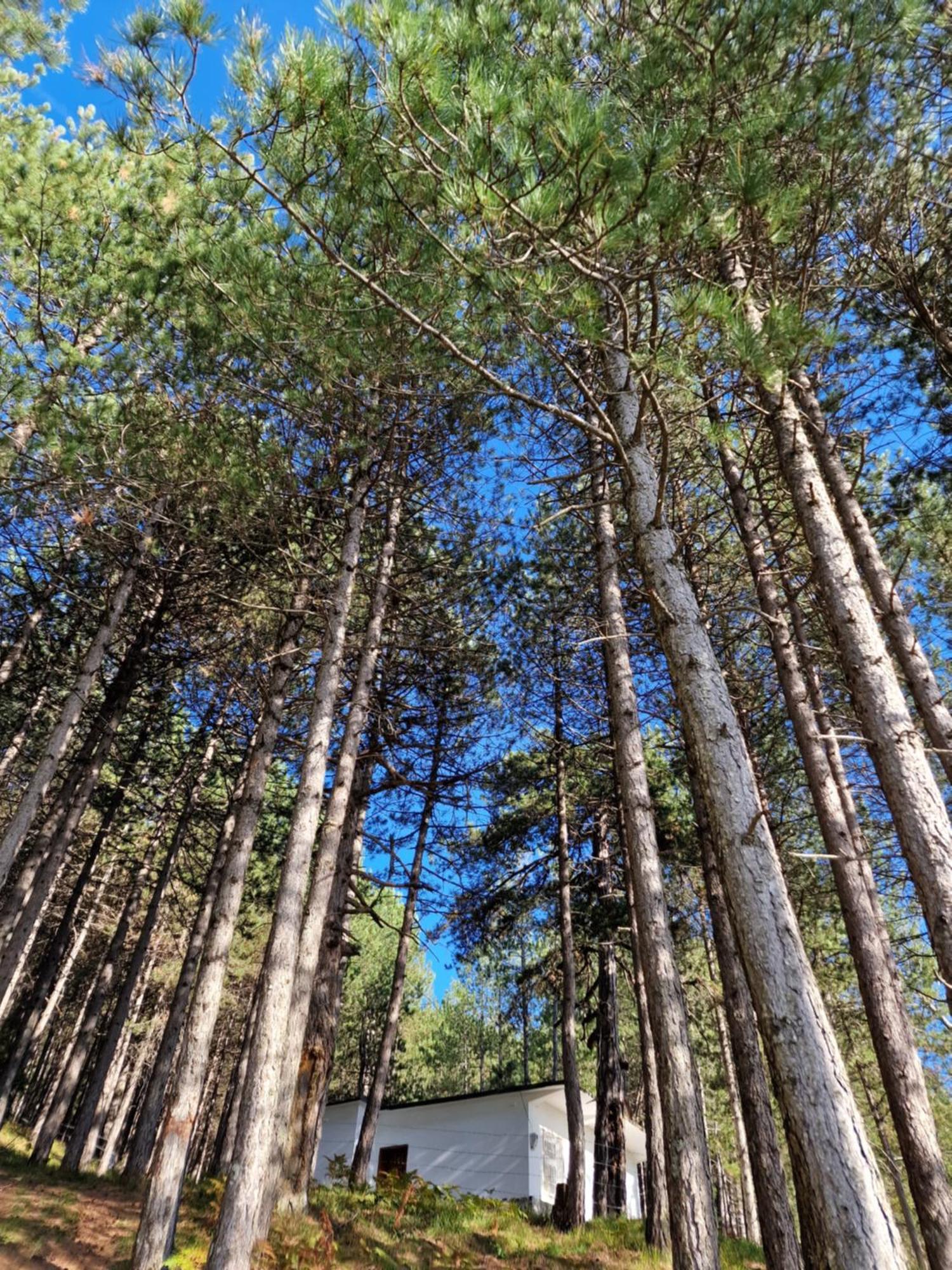 Bujtinat Skenderi Gjinar 2 Villa Szoba fotó
